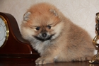 мальчик 1,5 мес.